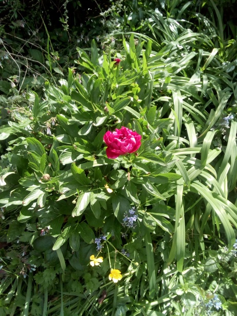 flower in shroton garden